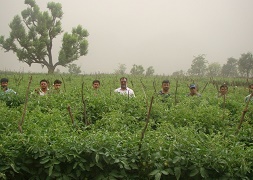 tomato-03-28112018