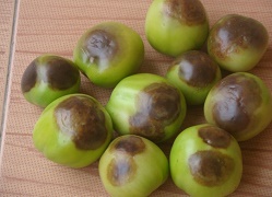 tomato-09-28112018