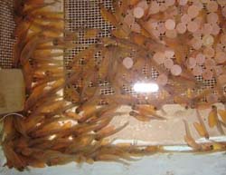 trout-farming-arunachal-pradesh-08-07-2015-3