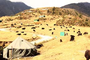 yakmela-0317112015.jpg