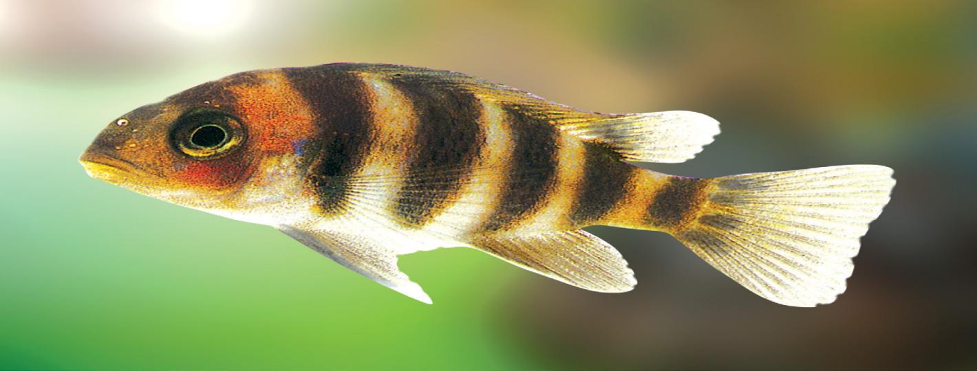93c-Frontosa-cichlid-Fish.jpg