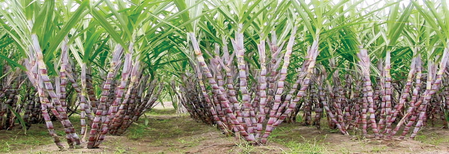 07c Sugar Revolution_0.jpg