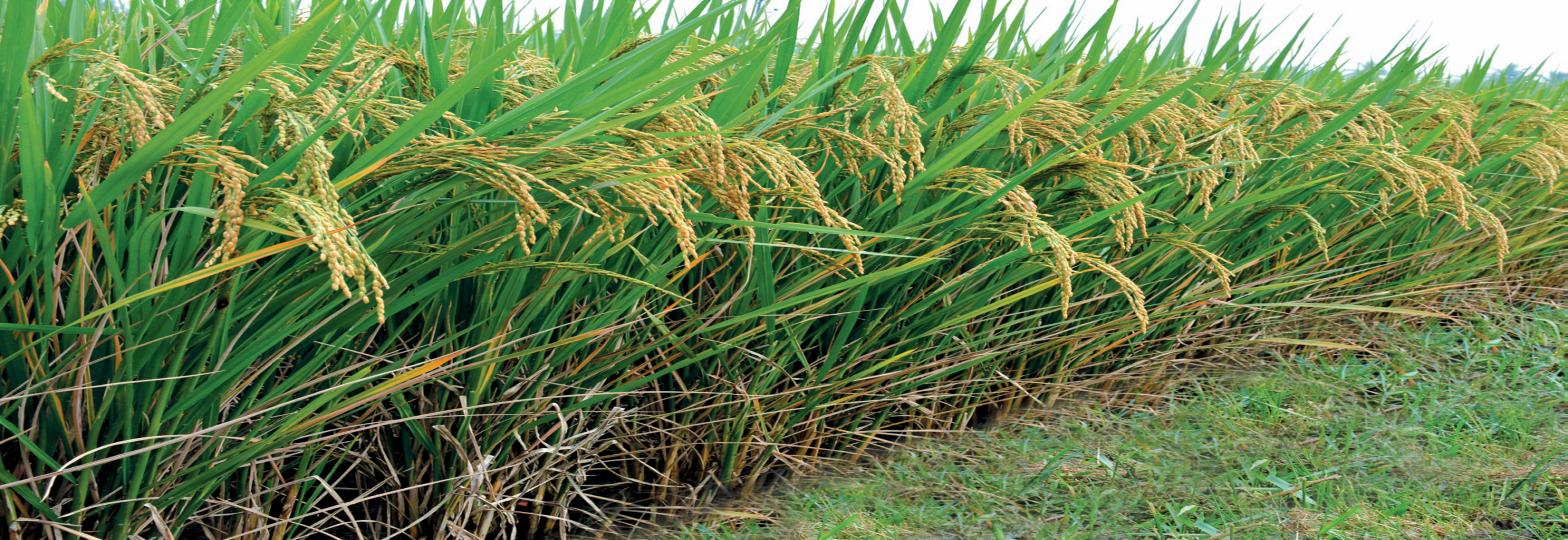 15b Swarna Rice