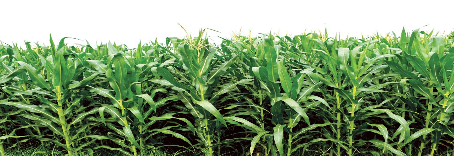 18a Maize