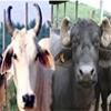 Feed Guide: Multilingual App for Scientific Feeding for Dairy Animals