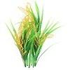 Rice-IFC