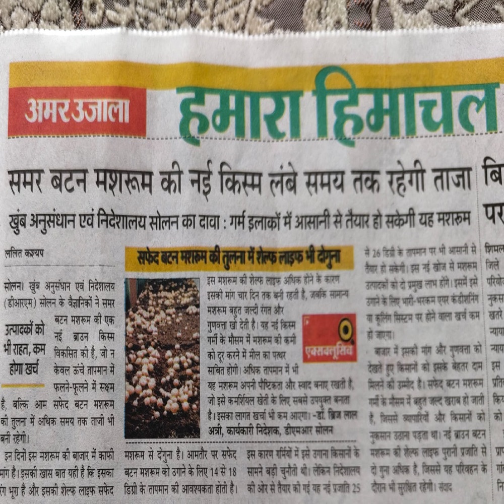 समर बटन मशरूम की नई किस्म लंबे समय तक रहेगी ताजा