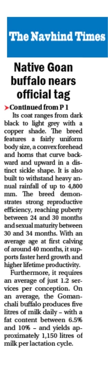 Native Goan buffalo nears official tag