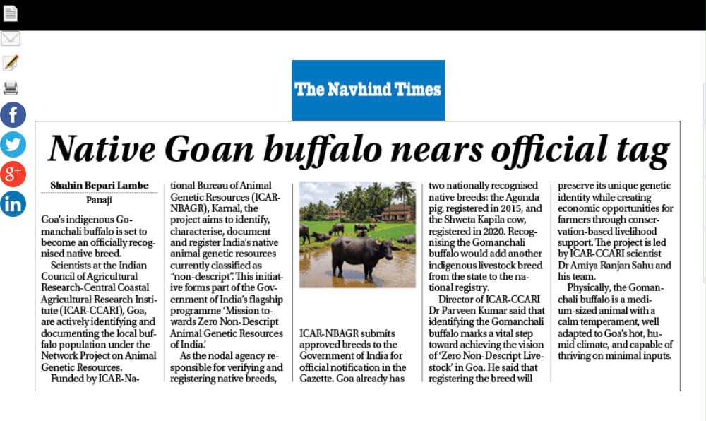 Native Goan buffalo nears official tag
