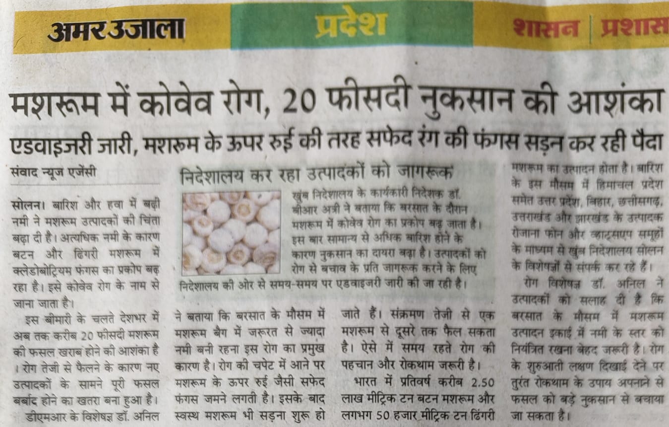 मशरूम में कोवेव रोग, 20 फीसदी नुकसान की आशंका