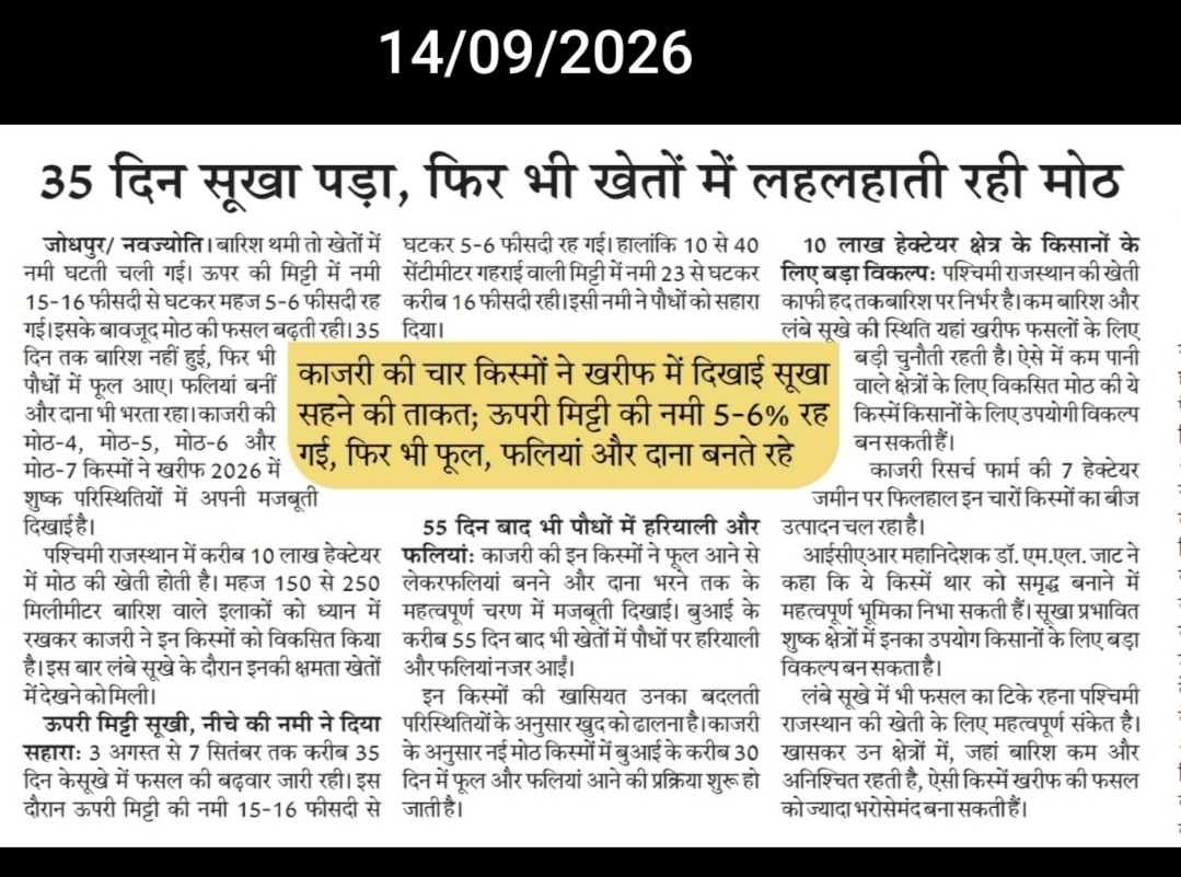 35 दिन सूखा पड़ा, फिर भी खेतों में लहलहाती रही मोठ