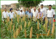 AICMIP-national-demonstration-pearl-millet-21-09-2012-3
