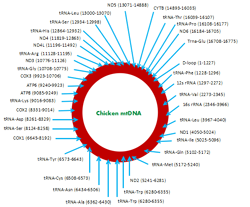 Chicken-mtDNA-s