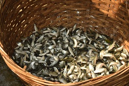 Climate-Resilient-04