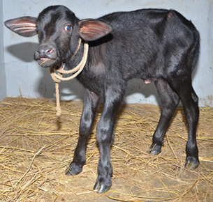 Cloned-Calf-RAJAT-25072014