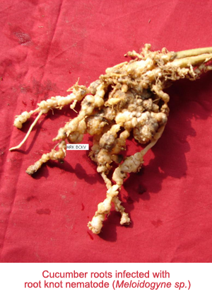 Cucumber-RKN-BCKV-s1