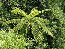 Cyatheaalbomarginata-03