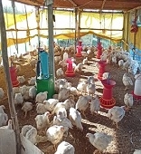 Demonstrations-of-Integrated-Aqua-Agri-Poultry-Goat-Farming-System-for-livelihood-and-nutritional-security-of-Tribal-Communities-in-Gujarat-04