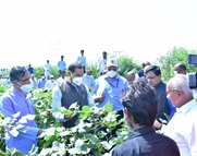 Dr-Mohapatra-visits-Farmers-Innovative-Agro-Technique-for-enhancing-Cotton-Productivity-in-Maharashtra-01