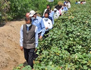 Dr-Mohapatra-visits-Farmers-Innovative-Agro-Technique-for-enhancing-Cotton-Productivity-in-Maharashtra-02