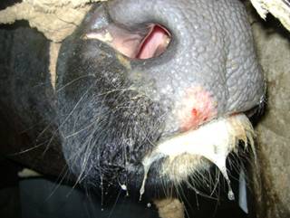 FMD-conf-15-11-2011-1