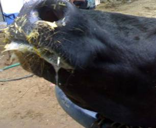 FMD-conf-15-11-2011-2