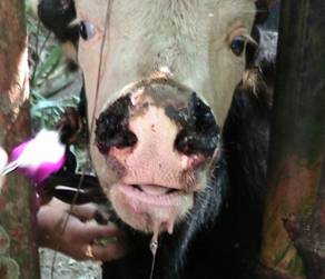 FMD-conf-15-11-2011-3