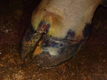 FMD-conf-15-11-2011-4