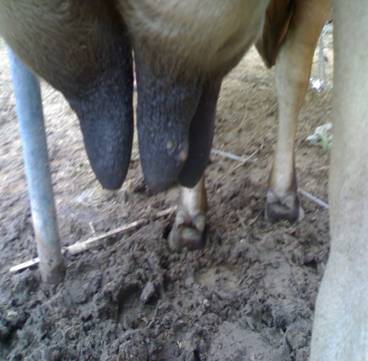 FMD-conf-15-11-2011-5