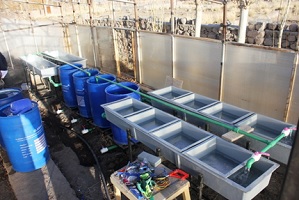 First-Recirculating-Aquaculture-System-RAS-based-Rainbow-Trout-Hatchery-in-Ladakh-01