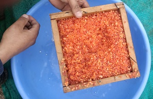 First-Recirculating-Aquaculture-System-RAS-based-Rainbow-Trout-Hatchery-in-Ladakh-02