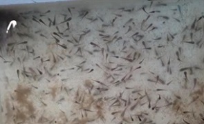 ICAR-CIBA-Andhra-Pradesh-02