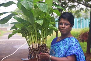 ICAR-NRC-for-Banana-licenses-and-transfers-Farmers-friendly-Macropropagation-Technology-to-Gujarat-based-Jarvi-01