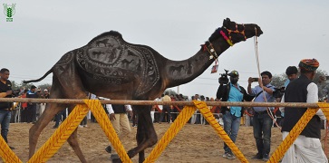 ICAR-NRC-on-Camel-showcases-relevance-of-Camel-during-International-Camel-Festival-02