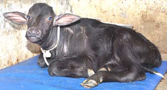 LalimaPhoto2-03062014