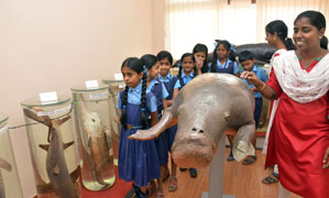 Photo3Museum-SeaCow.jpg