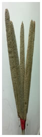 Pusa-Composite-701-2.jpg