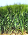 Pusa-Malvi-1.jpg
