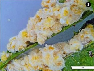Release-of-an-Exotic-Parasitoid-Wasp-to-Tackle-Invasive-Cassava-Mealybug-Menace-in-India-01