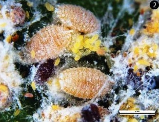 Release-of-an-Exotic-Parasitoid-Wasp-to-Tackle-Invasive-Cassava-Mealybug-Menace-in-India-02