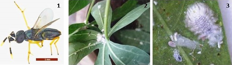 Release-of-an-Exotic-Parasitoid-Wasp-to-Tackle-Invasive-Cassava-Mealybug-Menace-in-India-03