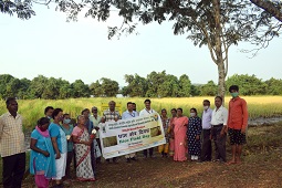 Rice-Field-Day-organized-01