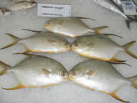 Silver-Pompano-4
