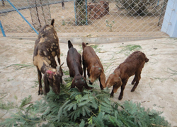 Sirohi-Triplet-14-07-2014-2