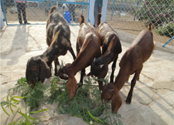 Sirohi-Triplet-14-07-2014-3