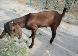 Sirohi-Triplet-14-07-2014-4