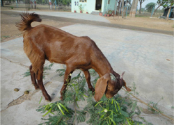 Sirohi-Triplet-14-07-2014-4