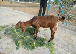 Sirohi-Triplet-14-07-2014-6