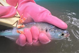 Tagged-Hilsa-Fish-Recovery-shows-a-Migration-of-225-Kms-in-River-Ganga-01