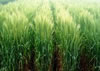 Wheat-HD-3117-1.jpg